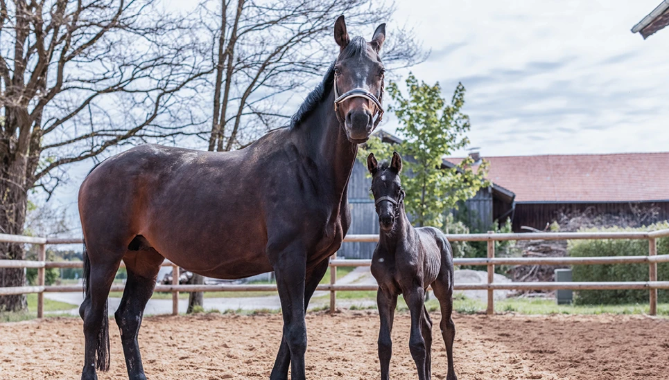 Stute mit Fohlen - Pferdezucht