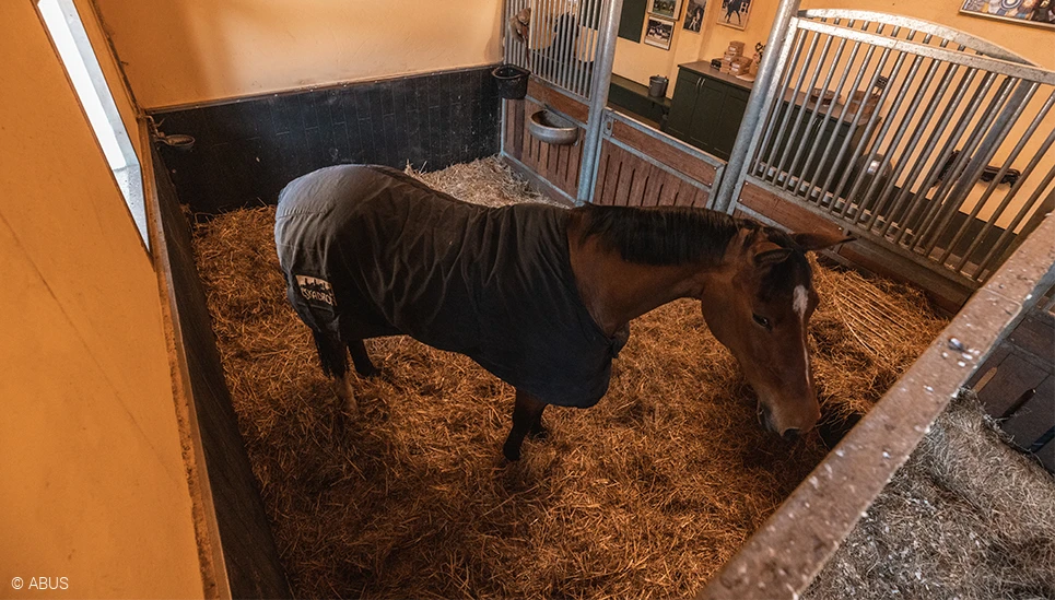 Look for specific horses in single stalls - the slightest sign of discomfort will be noticed immediately