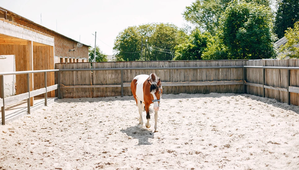 Die Tiere auch im Offenstall immer im Blick behalten.