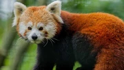 Kattenbeer, vuurvos of rode panda © Zoo Magdeburg