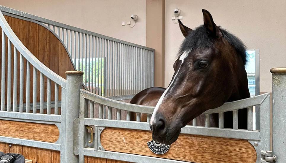 Pferd in Stall