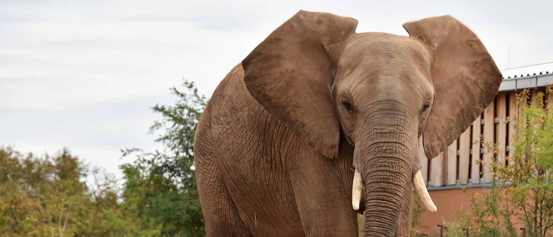 Zoo Madgeburg - Elefantenbulle Kando © Zoo Magdeburg