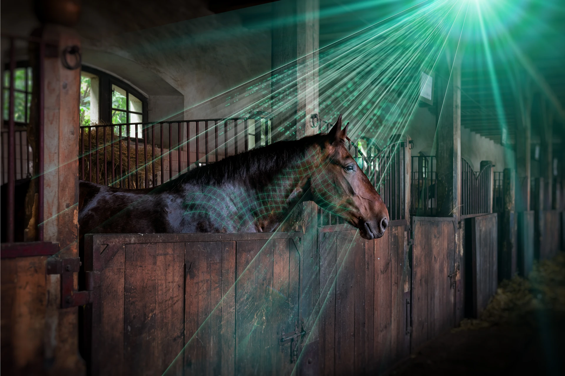 Pferd in seiner Box überwacht mit ACARis