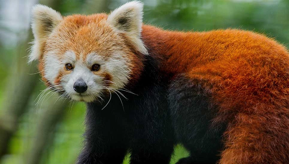 Macskamedve, tűzróka vagy vörös panda © Magdeburgi Állatkert