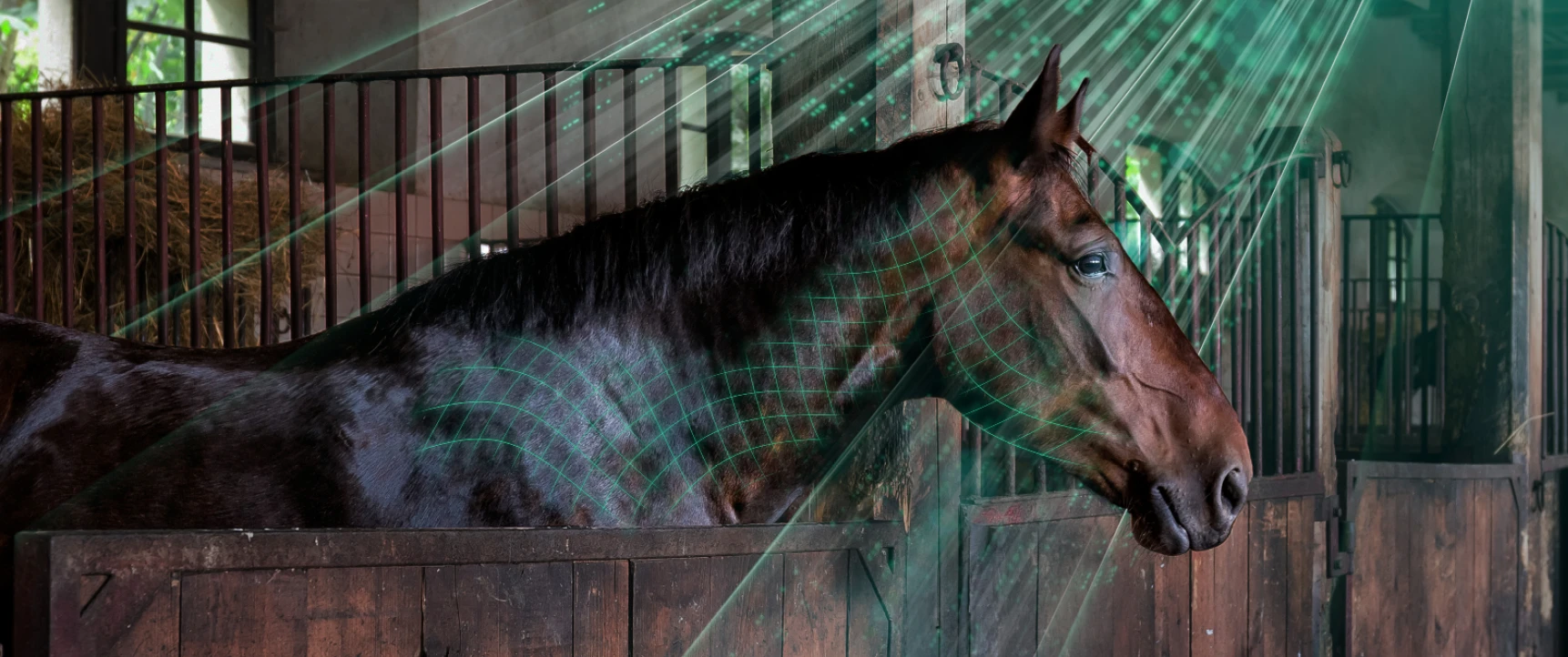 Pferd in Box, überwacht von ACARis.
