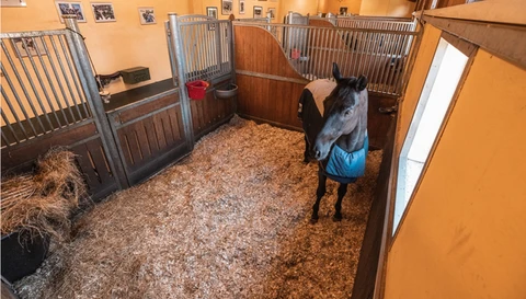 Blick in eine Pferdebox - dank Kamera kein Problem