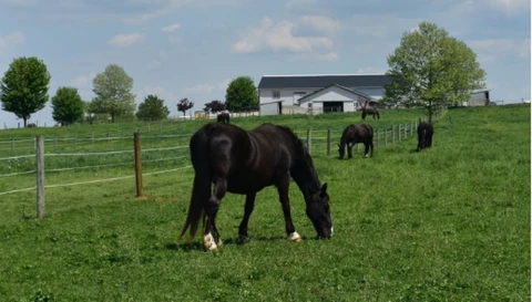 Auch auf der Koppel werden dank Videoüberwachung eventuelle Gefahrensituationen schnell erkannt.