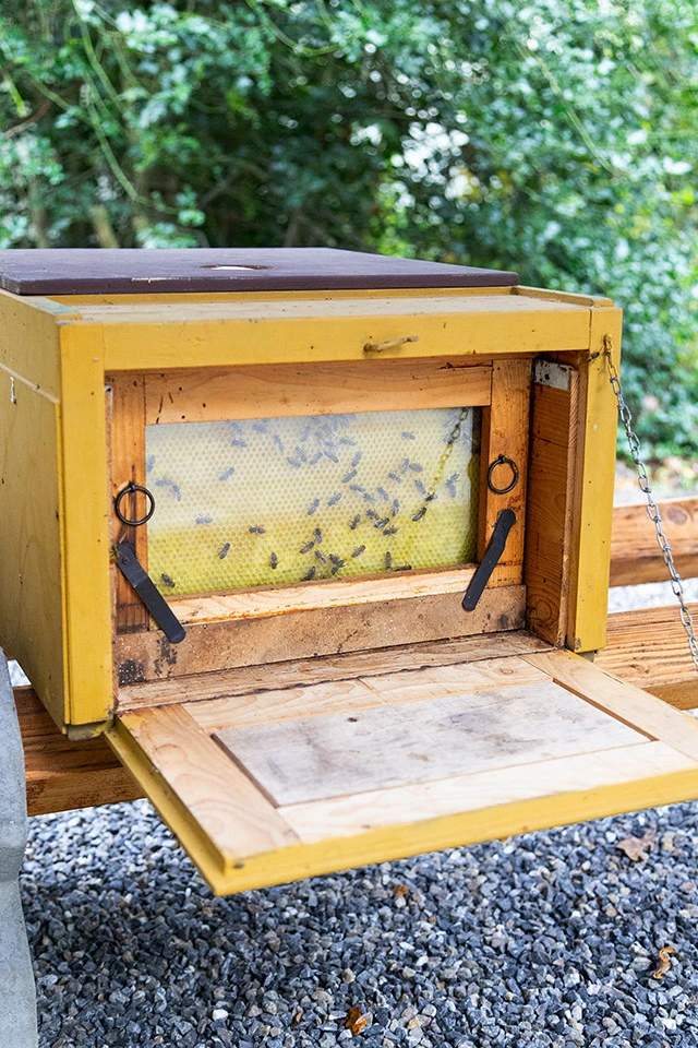 Das erste Bienenvolk wurde angesiedelt. &copy;ABUS